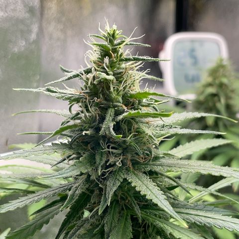 Silvia  growlog timeline photo
