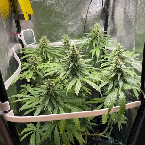 Silvia  growlog timeline photo