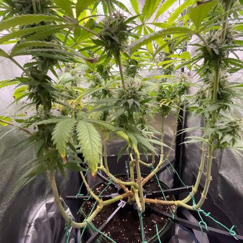 Silvia  growlog timeline photo