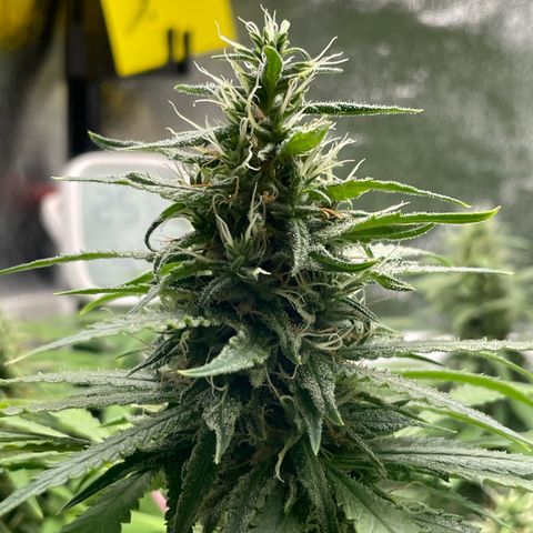 Silvia  growlog timeline photo
