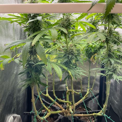 Silvia  growlog timeline photo