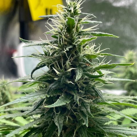 Silvia  growlog timeline photo