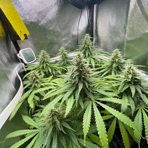 Silvia  growlog timeline photo