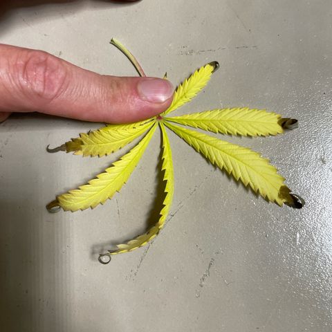 Silvia  growlog timeline photo