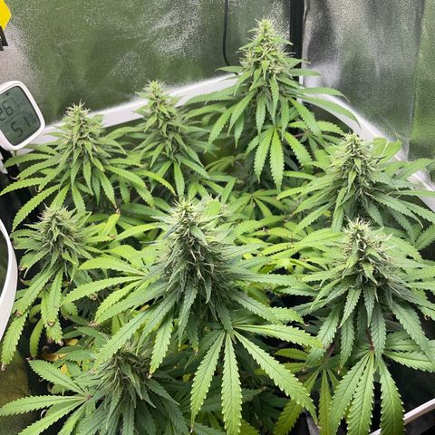 Silvia  growlog timeline photo