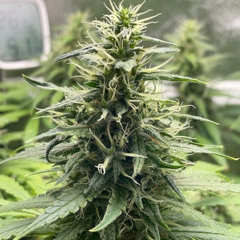 Silvia  growlog timeline photo
