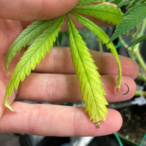 Silvia  growlog timeline photo