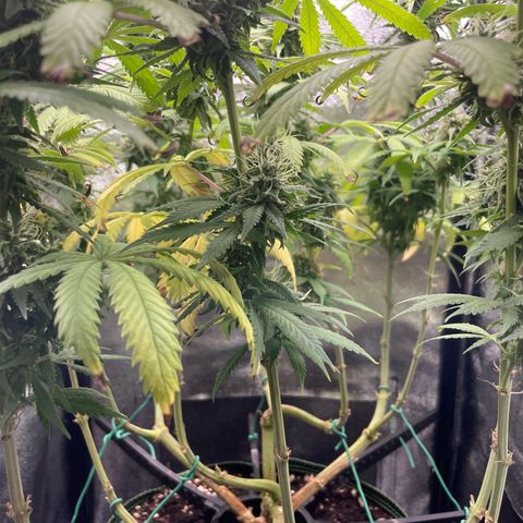 Silvia  growlog timeline photo