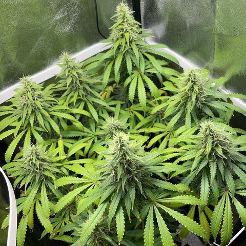Silvia  growlog timeline photo