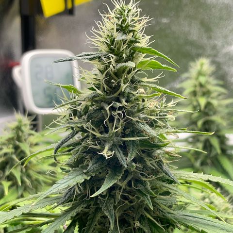 Silvia  growlog timeline photo