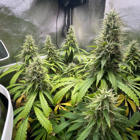 Silvia  growlog timeline photo