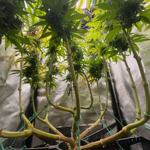 Silvia  growlog timeline photo