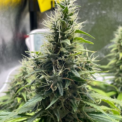 Silvia  growlog timeline photo