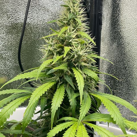 Silvia  growlog timeline photo