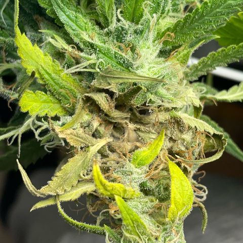 Silvia  growlog photo: Budrot an einem Bud, Noternte