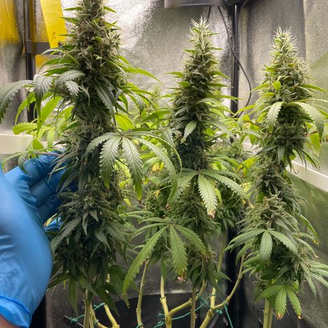 Silvia  growlog photo: Budrot an einem Bud, Noternte