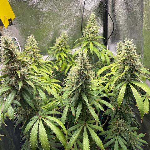 Silvia  growlog photo: Budrot an einem Bud, Noternte