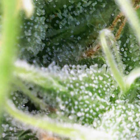 Silvia  growlog timeline photo