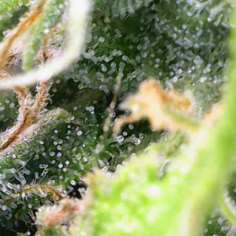 Silvia  growlog timeline photo