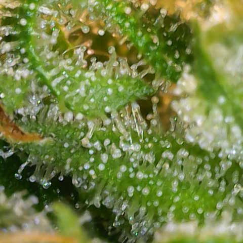 Silvia  growlog timeline photo