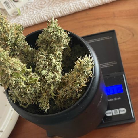 Silvia  growlog photo: 55g inkl. kleine buds