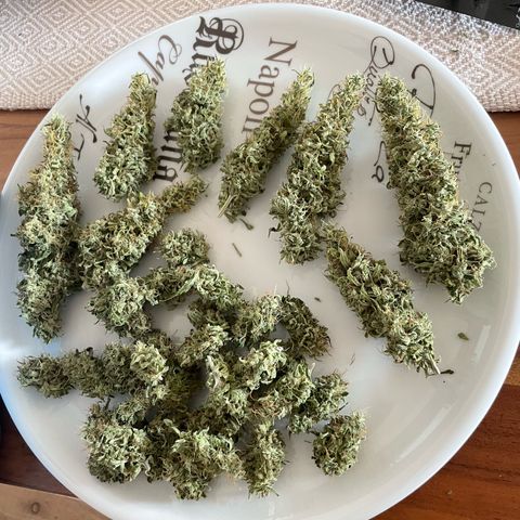 Silvia  growlog photo: 55g inkl. kleine buds