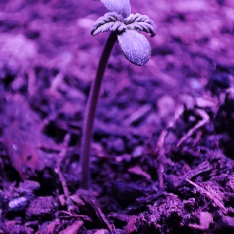 Purple Haze Auto growlog timeline photo