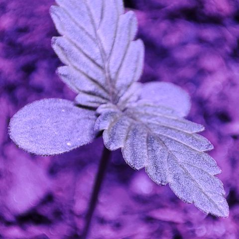 Purple Haze Auto growlog timeline photo