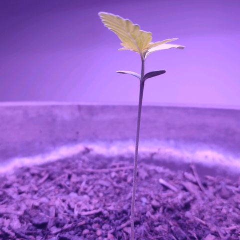 Purple Haze Auto growlog timeline photo