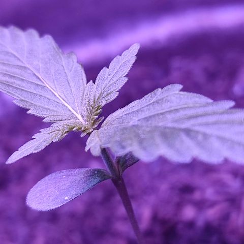 Purple Haze Auto growlog timeline photo