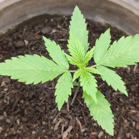 Purple Haze Auto growlog timeline photo