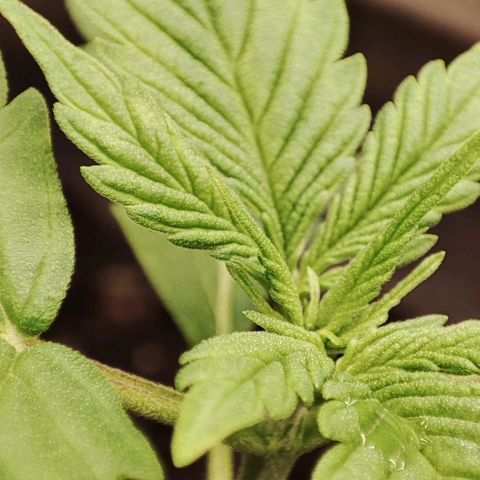 Purple Haze Auto growlog timeline photo