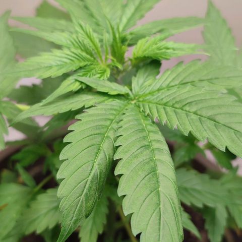 Purple Haze Auto growlog timeline photo