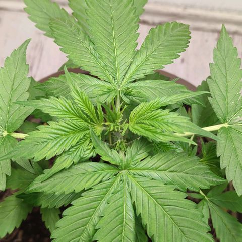 Purple Haze Auto growlog timeline photo