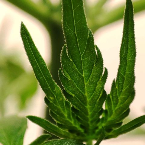 Purple Haze Auto growlog timeline photo