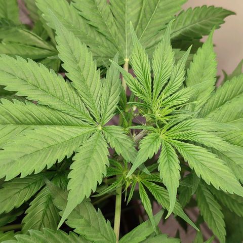 Purple Haze Auto growlog timeline photo