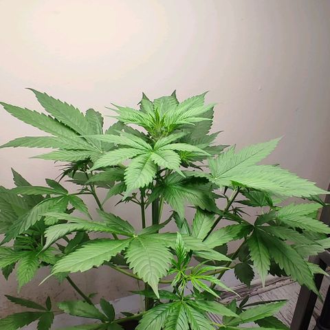 Purple Haze Auto growlog timeline photo