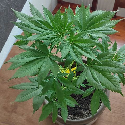 Purple Haze Auto growlog timeline photo