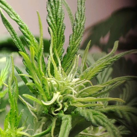 Purple Haze Auto growlog timeline photo