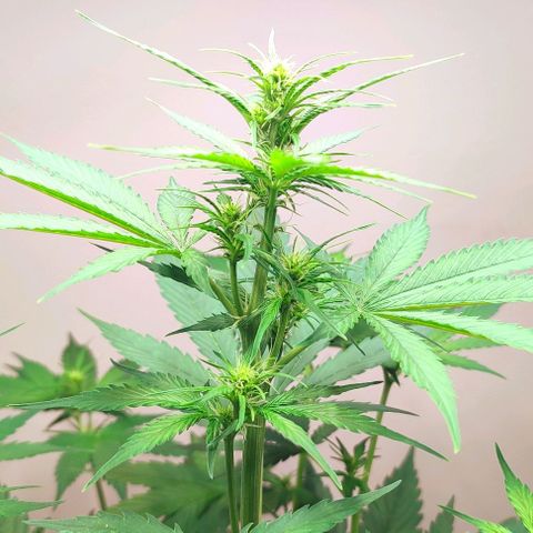 Purple Haze Auto growlog timeline photo