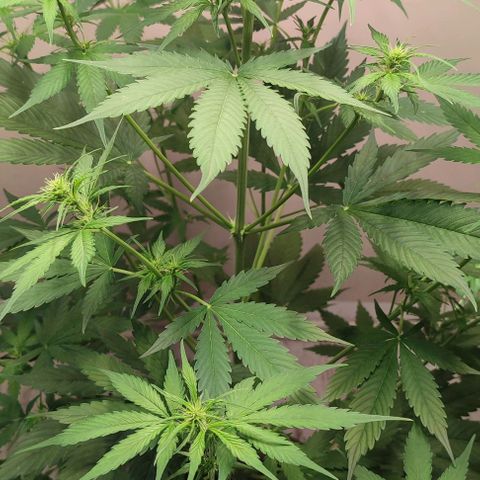 Purple Haze Auto growlog timeline photo
