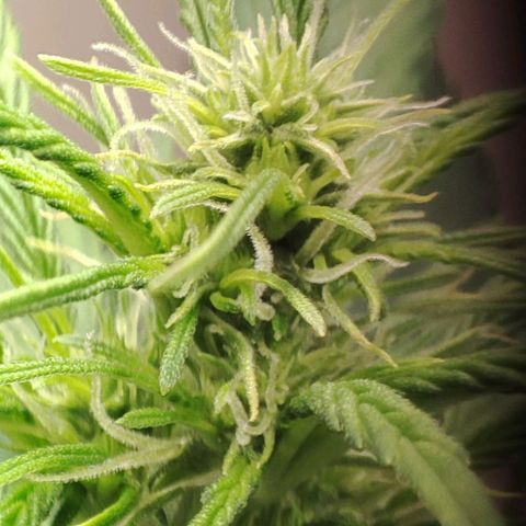 Purple Haze Auto growlog timeline photo