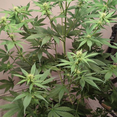 Purple Haze Auto growlog timeline photo