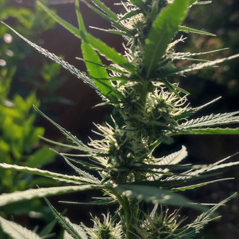 Purple Haze Auto growlog timeline photo