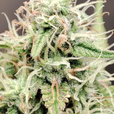 Purple Haze Auto growlog timeline photo