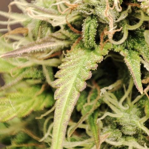 Purple Haze Auto growlog timeline photo