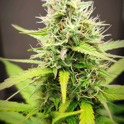 Purple Haze Auto growlog timeline photo