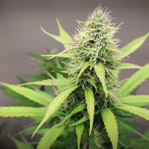 Purple Haze Auto growlog timeline photo