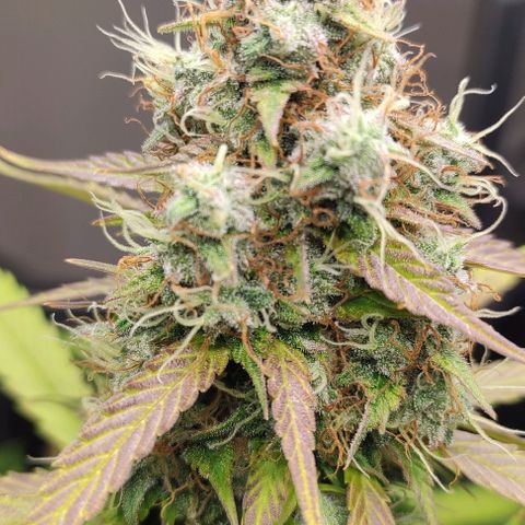 Purple Haze Auto growlog timeline photo