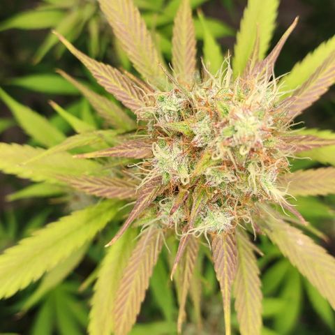 Purple Haze Auto growlog timeline photo